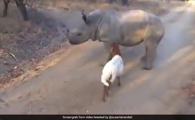 गेंडे को देख उछलने लगी बकरी, फिर बड़े से जानवर ने किया ऐसा... देखें Viral Video
