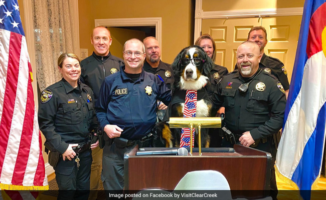 Dog Named Mayor Of US Town. His 'Pawlicies' Include Hugs, Cookies For All