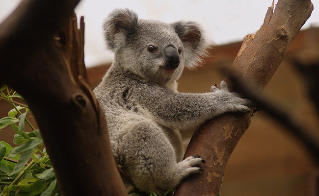 Dozens Of Koalas In Australia Killed After Loggers Bulldoze Plantation