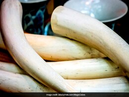 4 Arrested With Elephant Tusk Weighing 13.9 kg In Gujarat: Police 4 Arrested With Elephant Tusk Weighing 13.9 kg In Gujarat: Police
