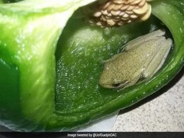 सब्जी काट रही महिला को शिमला मिर्च के अंदर मिला जिंदा मेंढक, खोलकर देखा तो हुआ ऐसा... सब्जी काट रही महिला को शिमला मिर्च के अंदर मिला जिंदा मेंढक, खोलकर देखा तो हुआ ऐसा...