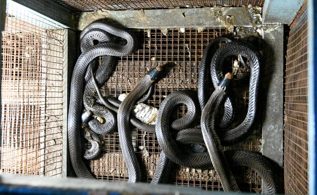 Indonesia Sells Bats, Snakes Despite Government's Coronavirus Warning