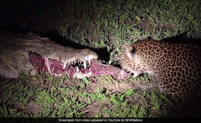 सोते हुए मगरमच्छ के मुंह से मीट चुराने लगा तेंदुआ और फिर... देखें Viral Video