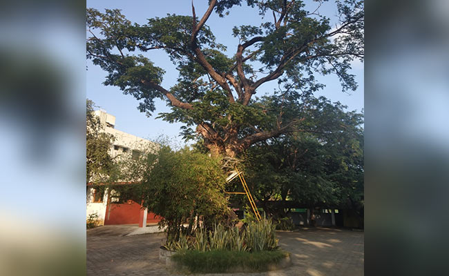 Chennai School Spends 5 Lakh To Save 80-Year-Old Tree, Home To Parrots