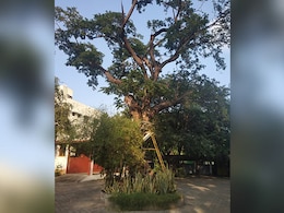 Chennai School Spends 5 Lakh To Save 80-Year-Old Tree, Home To Parrots Chennai School Spends 5 Lakh To Save 80-Year-Old Tree, Home To Parrots