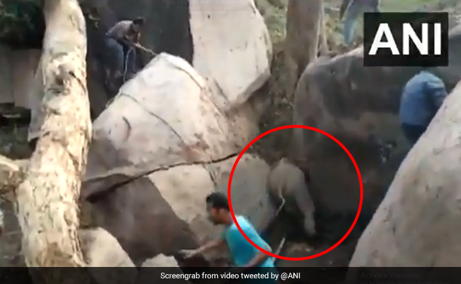 Locals In Assam Brave Angry Mother Elephant To Rescue Calf. Watch