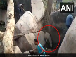 हाथी के बच्चे को बचा रहे थे लोग, पीछे से गुस्से में दौड़ती हुई आई मां और कर दी ऐसी हालत... देखें Shocking Video हाथी के बच्चे को बचा रहे थे लोग, पीछे से गुस्से में दौड़ती हुई आई मां और कर दी ऐसी हालत... देखें Shocking Video