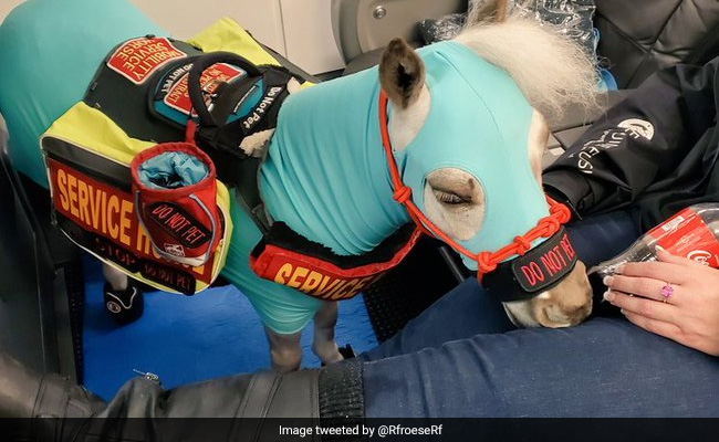 Mini Service Horse Flies First Class, Sparks Fierce Debate Online