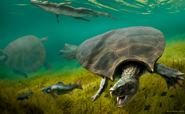 Car-Sized Prehistoric Turtle, Largest Ever, Was Built For Battle