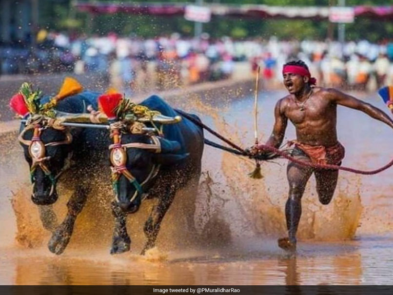 Karnataka's Buffalo Racer Compared To Usain Bolt. What He Said