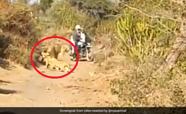 शेरनी अपने बच्चों के साथ घूम रही थी सड़क पर, जैसे ही बाइक लेकर आया किसान तो हुआ ऐसा... देखें Video