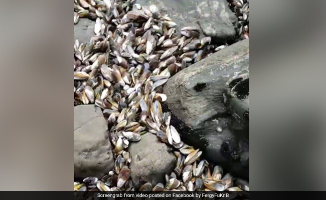 Half A Million Mussels "Cooked Alive" In Waters On New Zealand Coast