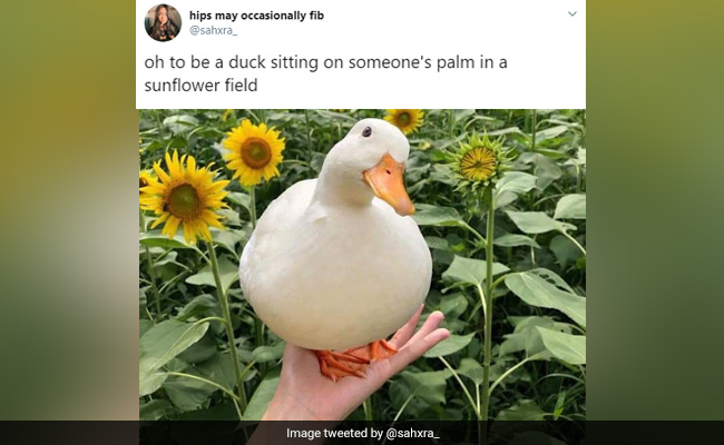 A Look At The Funniest "Oh To Be" Memes Taking Over Twitter