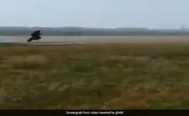 Watch: Gujarat Airport Official Chases Away Monkeys, Dressed As A Bear