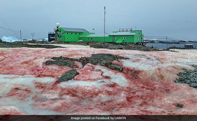 Spooky 'Blood Snow' Spotted In Antarctica. See Viral Pics