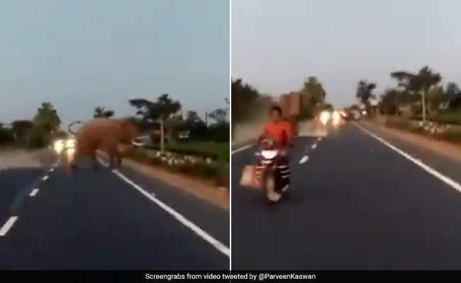 Video: Biker Almost Gets Hit By Elephant While Crossing Blocked Road