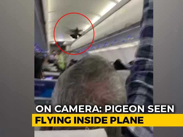 Watch: Pigeon Flies Inside GoAir Plane, Passengers Try To Catch It