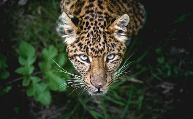 Kuno National Park: कूनो में 10वें चीते की मौत पर गरमाई सियासत, कमलनाथ ने उठाए गंभीर सवाल