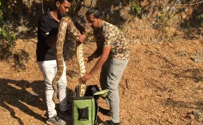 Watch: Snake-Catchers Put Big Pythons Into Bag, Zip Them In Mumbai