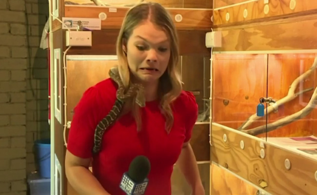 Live Tv पर रिपोर्टर के ऊपर चढ़कर सांप ने किया Attack, फिर किया ऐसा... देखें Video