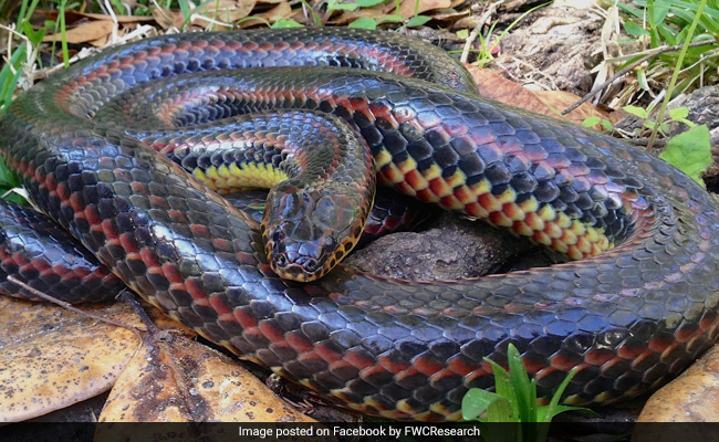 Why Sighting Of Rare Rainbow Snake In Florida Is Significant