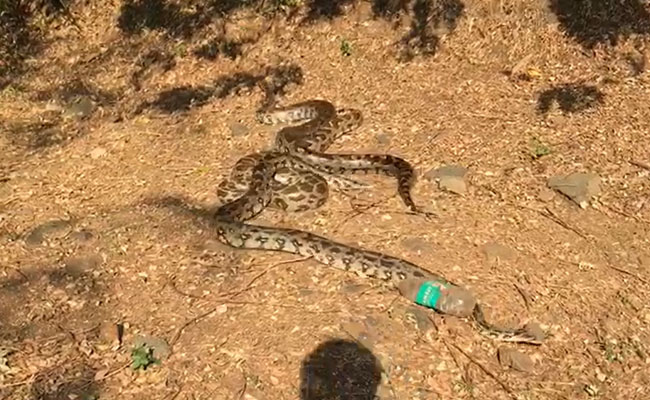 मुंबई के बांद्रा में अचानक निकल आए एक के बाद एक तीन अजगर! दहशत फैली, देखें VIDEO