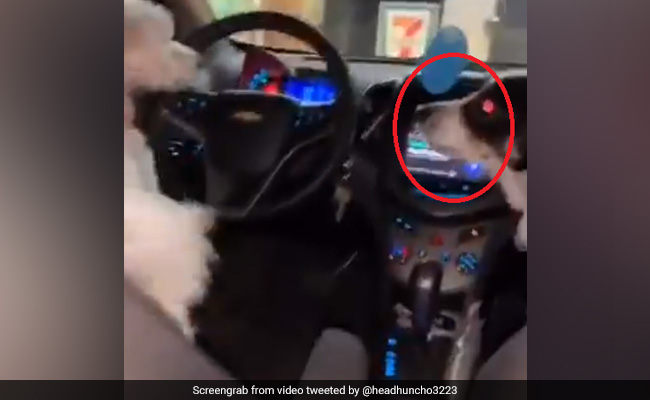 कार में बार-बार भौंक रहा था कुत्ता, फिर दूसरे कुत्ते ने गुस्से में किया ऐसा... देखें TikTok Viral Video