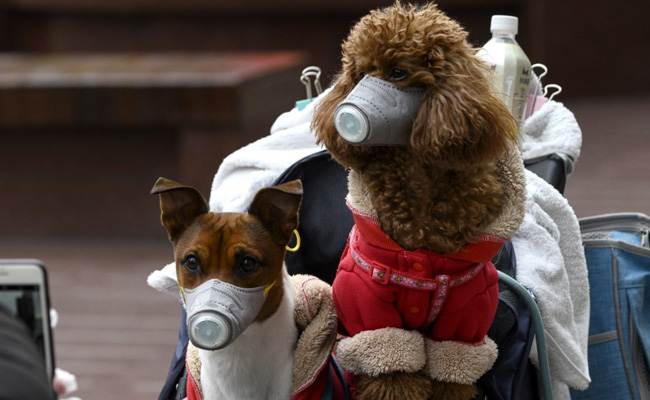 Hong Kong Pets Face Coronavirus Quarantine After Dog Tests Positive