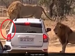 जंगल में कार के ऊपर चढ़ गया शेर, दरवाजा खोलने के लिए किया ऐसा... देखें पूरा Video जंगल में कार के ऊपर चढ़ गया शेर, दरवाजा खोलने के लिए किया ऐसा... देखें पूरा Video