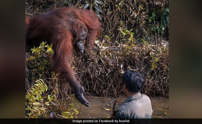 Incredible Moment An Orangutan Extends A Helping Hand To Man In River