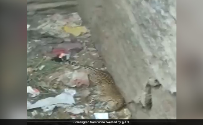 कुत्ते के बच्चे का शिकार करने की कोशिश में था तेंदुआ, तभी कुएं में जा गिरे दोनों और फिर... देखें Video