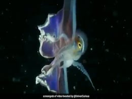 Rainbow-Coloured "Blanket Octopus" Leaves Internet Spellbound Rainbow-Coloured "Blanket Octopus" Leaves Internet Spellbound