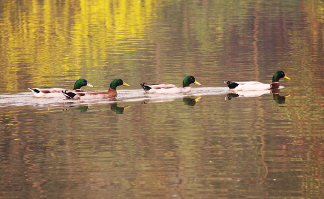 China Sends "Army" To Pakistan: 100,000 Ducks To Fight Locust Swarms