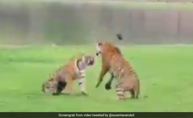 जंगल में मस्ती कर रहे थे शेर के बच्चे, गुस्से में दौड़ती आई मां और फिर हुआ ऐसा... देखें Viral Video
