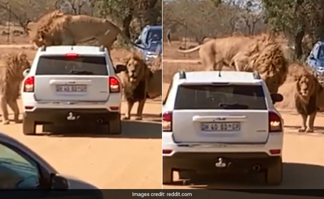 Lions Surround Tourist Vehicle, Climb On Top Of It In Scary Viral Video