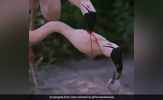 पक्षियों ने अपने बच्चे को ऐसे खिलाया खाना, IFS ऑफिसर ने शेयर किया वीडियो, बोले- 'प्रकृति की सबसे...' देखें Video