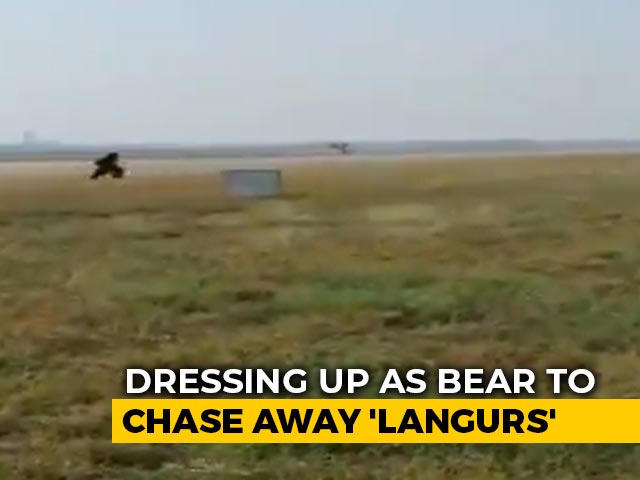 Gujarat Airport Official Chases Away Monkeys, Dressed As A Bear