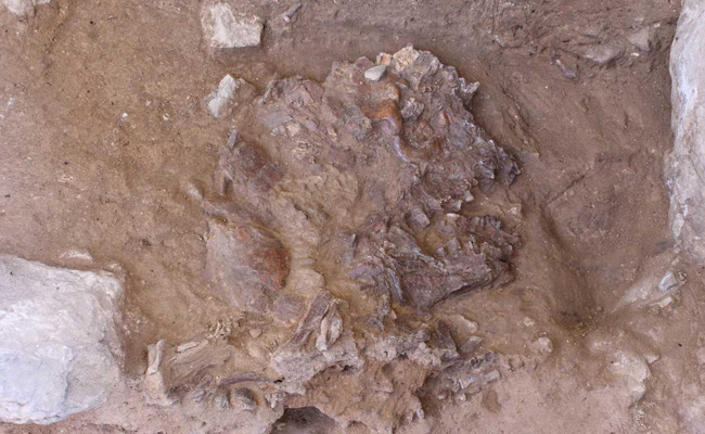 Did Neanderthals Bury Their Dead With Flowers? Iraq Cave Yields New Clues