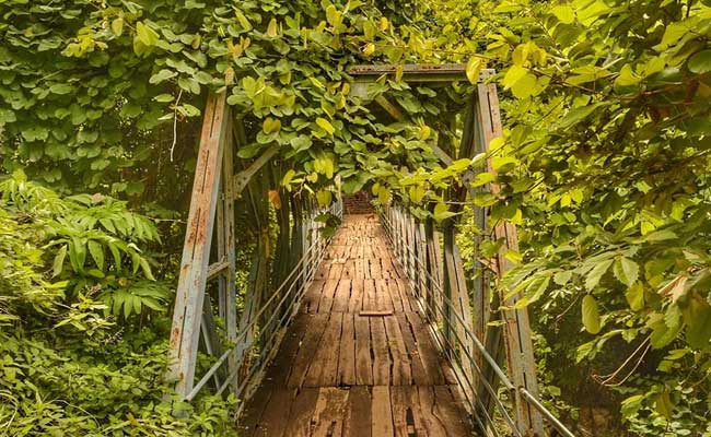 Living Near Greenery Could Bring You Many Health Benefits