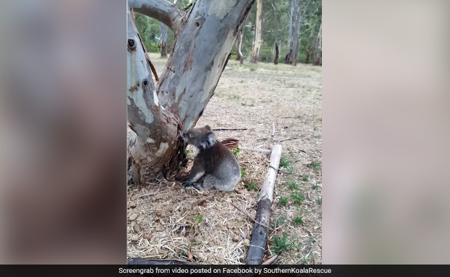 Watch: Rescued From Bushfire, Koala Inspects Which Tree To Climb
