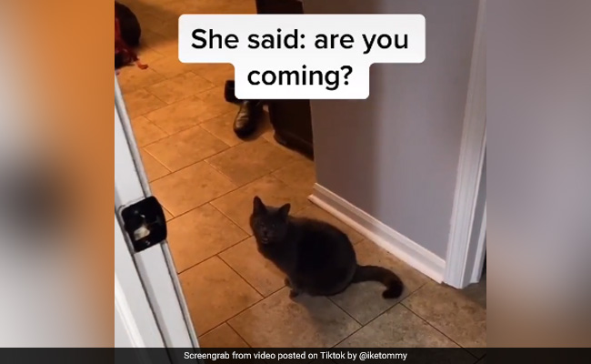 TikTok Viral Video: बिल्ली बोली- 'क्या आप आ रहे हैं...' सुनकर मालिक के उड़े होश, 80 लाख बार देखा गया वीडियो