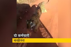 छत्तीसगढ़ के जंगल सफारी में पर्यटकों की बस के पीछे भागा बाघ छत्तीसगढ़ के जंगल सफारी में पर्यटकों की बस के पीछे भागा बाघ