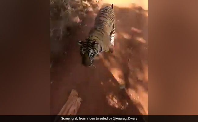 शेर ने बस पर Attack करने के लिए लगाई दौड़, जैसे ही आया पास तो ड्राइवर ने किया ऐसा... देखें पूरा Video