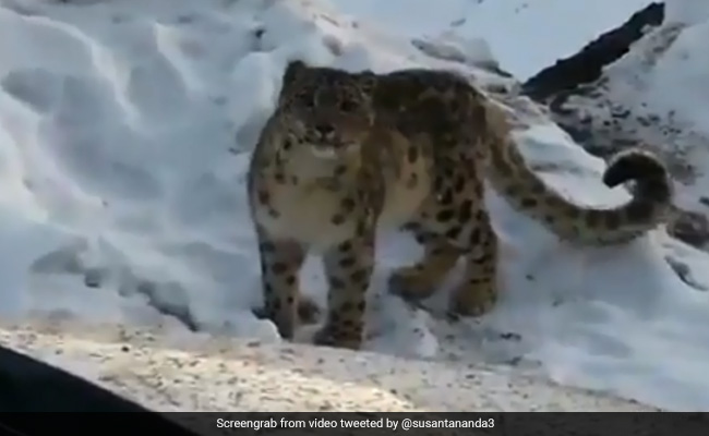 Rare Snow Leopard Sighting In Himachal Fascinates Twitter. Watch