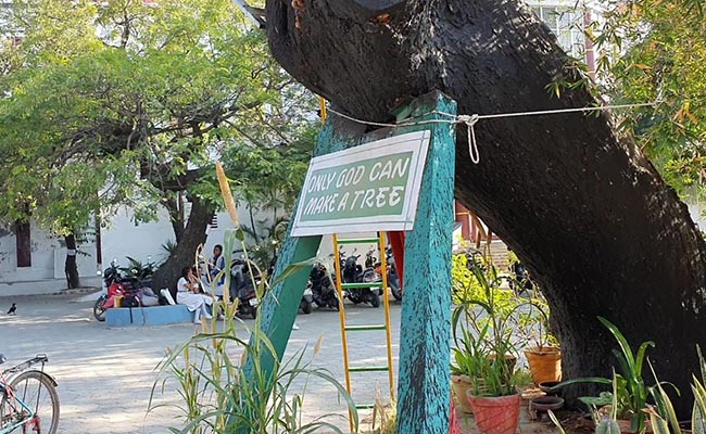 पश्चिम बंगाल में लगाया गया दुनिया का सबसे बड़ा सौर वृक्ष, जानिए इसकी खासियतें