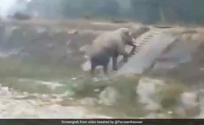 Viral Video Of An Elephant Climbing Narrow Stairs Amazes Twitter