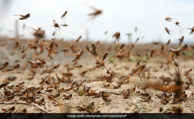 Swarms Of Locusts Attack Trees, Crops In Several UP Districts