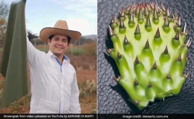 इन दो लोगों ने मिलकर Cactus से बनाया ऐसा जबरदस्‍त लेदर, अब बच जाएगी जानवरों की जान