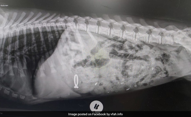 Dog In South Africa Swallows Owner's Engagement Ring
