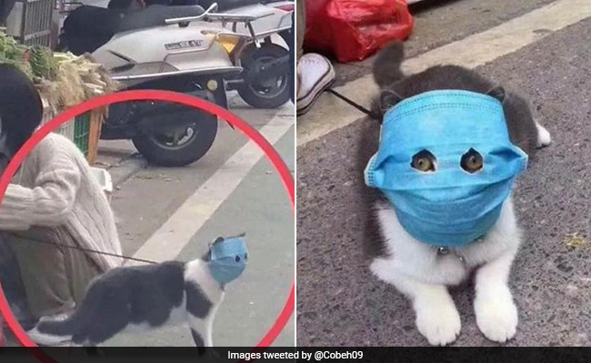 Pets In China Wear Face Masks Amid Coronavirus Crisis